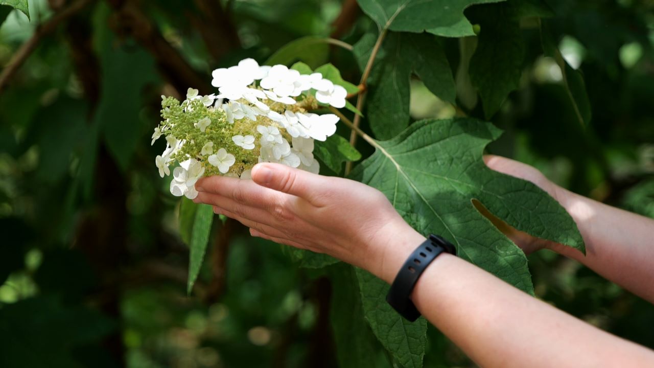 Get It Growing: Native oakleaf hydrangeas are great for shade